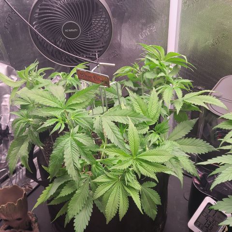 Blue Dream growlog timeline photo