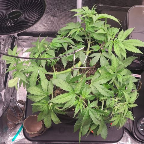 Blue Dream growlog timeline photo