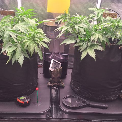 Blue Dream growlog timeline photo