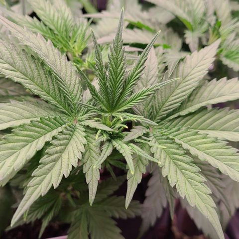 Skywalker OG growlog timeline photo