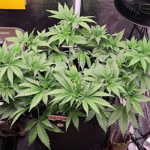 Skywalker OG growlog timeline photo