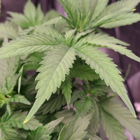 Skywalker OG growlog timeline photo