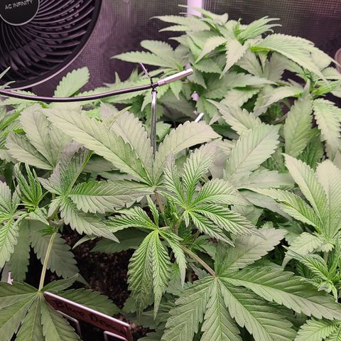 Blue Dream growlog timeline photo