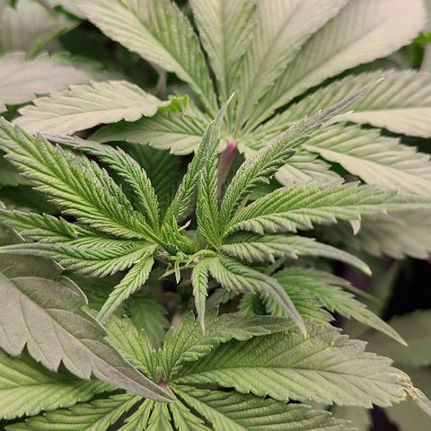 Blue Dream growlog timeline photo