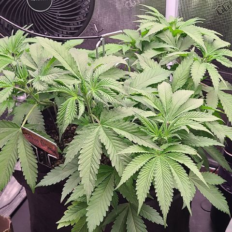 Blue Dream growlog timeline photo