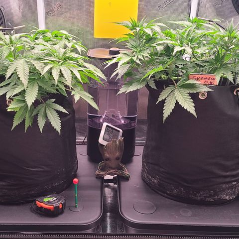 Blue Dream growlog timeline photo