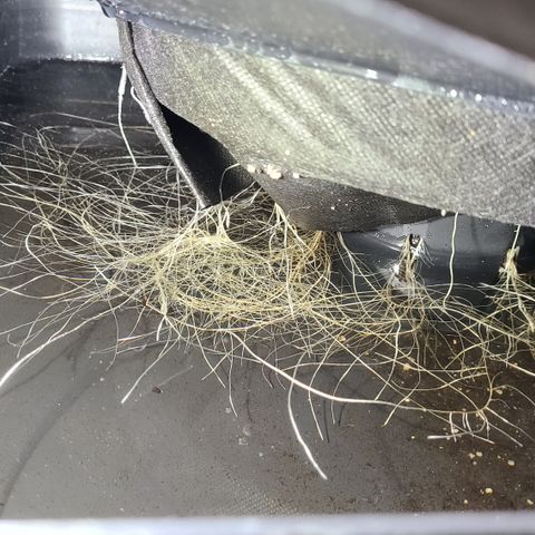 Blue Dream growlog timeline photo