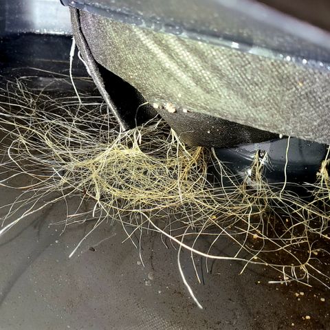 Blue Dream growlog timeline photo