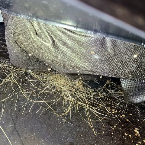 Skywalker OG growlog timeline photo