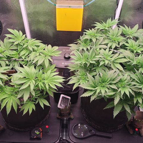 Blue Dream growlog timeline photo
