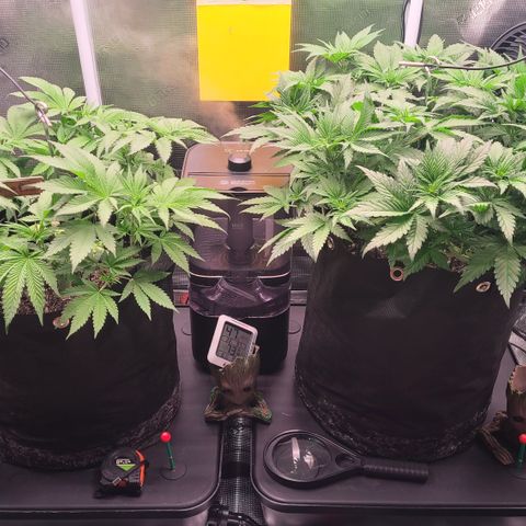 Blue Dream growlog timeline photo