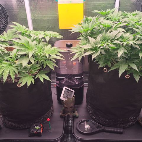 Blue Dream growlog timeline photo