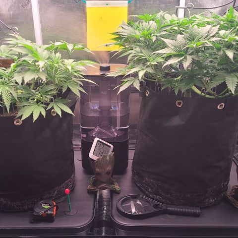 Blue Dream growlog timeline photo