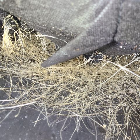 Skywalker OG growlog photo: Skywalkers roots are exploding regardless of nutrient burn or not