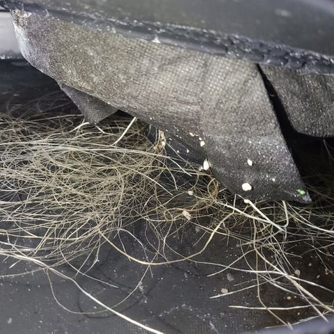 Blue Dream growlog photo: Blue dreams roots are coming through, but not as quickly as Skywalker kush