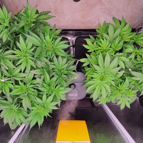 Blue Dream growlog timeline photo