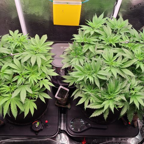 Blue Dream growlog timeline photo