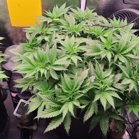 Blue Dream growlog timeline photo
