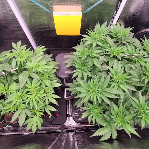 Blue Dream growlog timeline photo