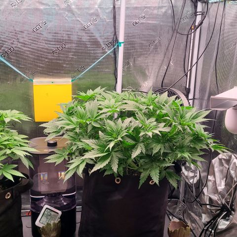 Blue Dream growlog timeline photo