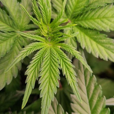 Blue Dream growlog timeline photo