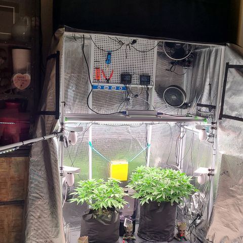 Blue Dream growlog timeline photo