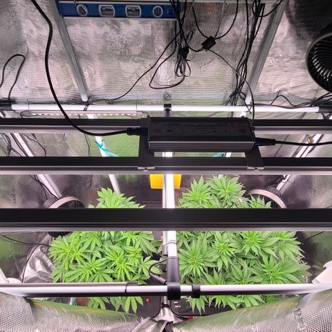Blue Dream growlog timeline photo