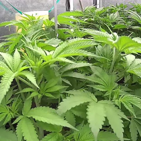 Blue Dream growlog timeline photo