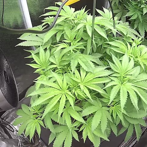 Blue Dream growlog timeline photo