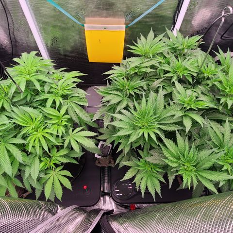 Blue Dream growlog timeline photo