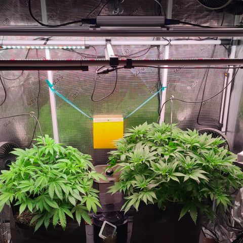 Blue Dream growlog timeline photo
