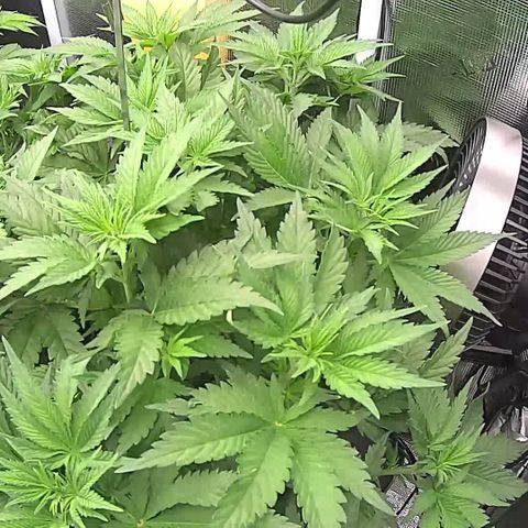 Blue Dream growlog timeline photo