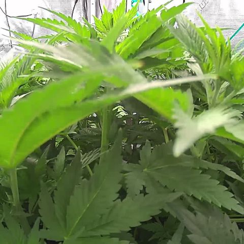 Blue Dream growlog timeline photo