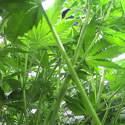 Blue Dream growlog timeline photo