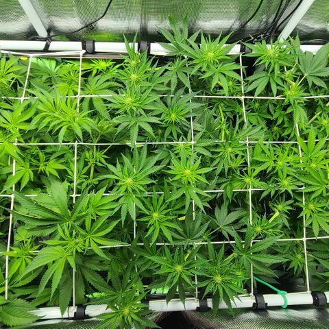 Blue Dream growlog timeline photo