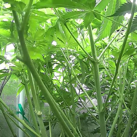 Blue Dream growlog timeline photo