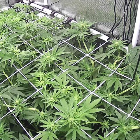 Blue Dream growlog timeline photo
