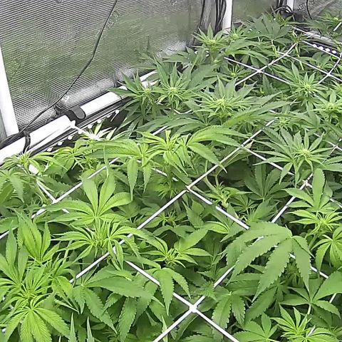 Blue Dream growlog timeline photo