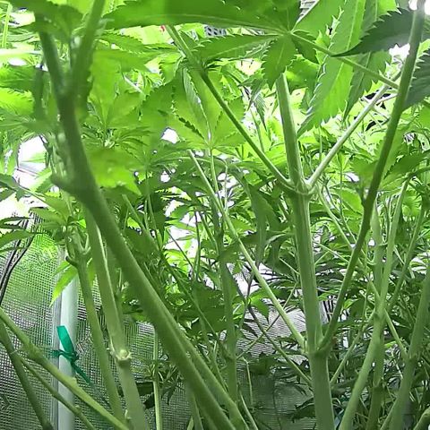 Blue Dream growlog timeline photo