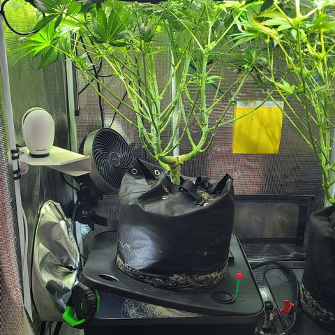 Blue Dream growlog timeline photo