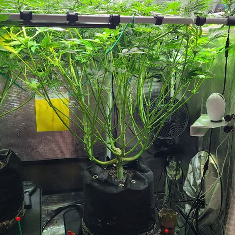 Skywalker OG growlog timeline photo