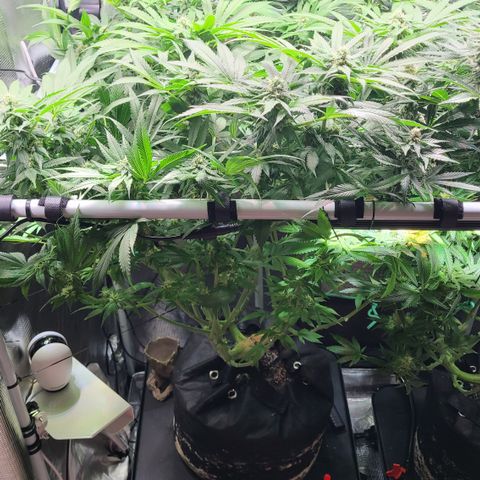 Blue Dream growlog timeline photo