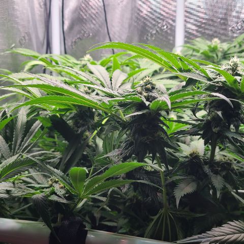 Blue Dream growlog timeline photo