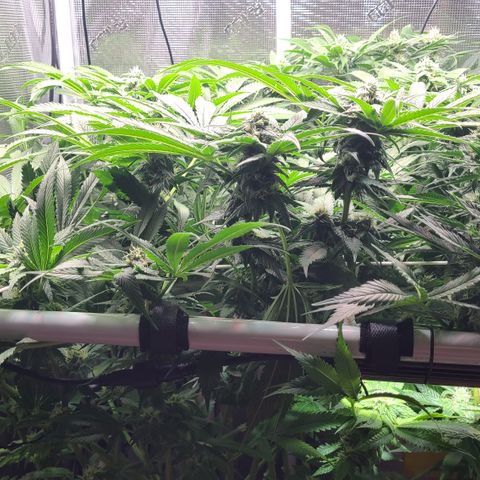 Blue Dream growlog timeline photo