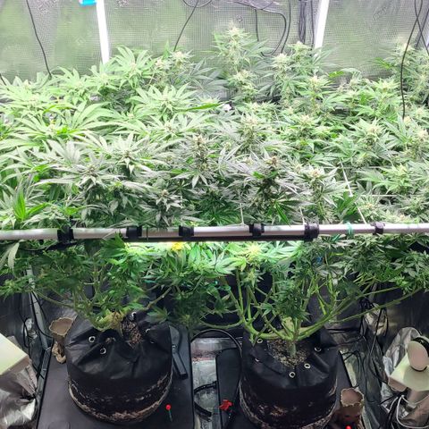 Blue Dream growlog timeline photo