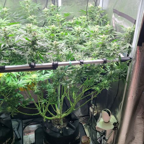 Blue Dream growlog timeline photo