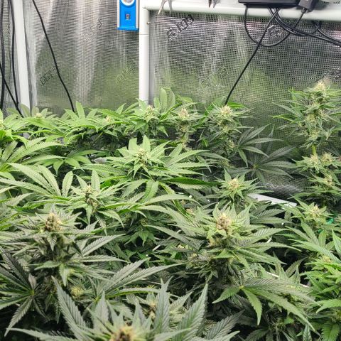 Blue Dream growlog timeline photo