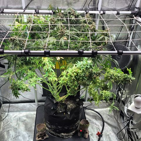 Blue Dream growlog timeline photo
