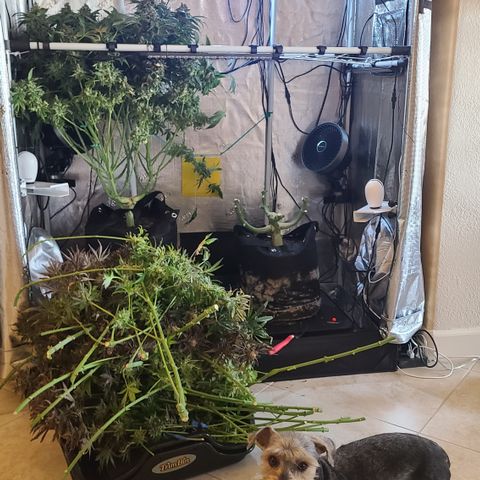 Blue Dream growlog timeline photo