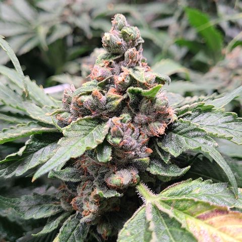 Blue Dream growlog timeline photo